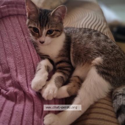 Photo 1/1 Câline Chat lost in Vieux boucau les bains