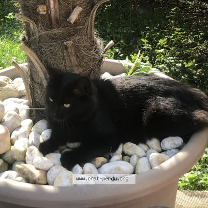 Photo 1/1 Mia Chat lost in Unieux