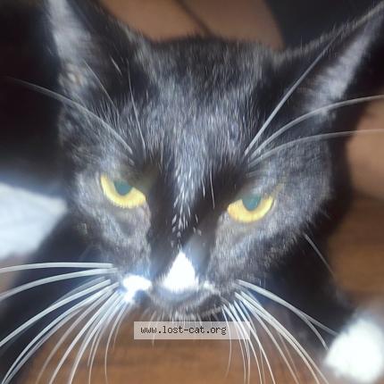 Photo 1/1 Rose Chat lost in Minneapolis