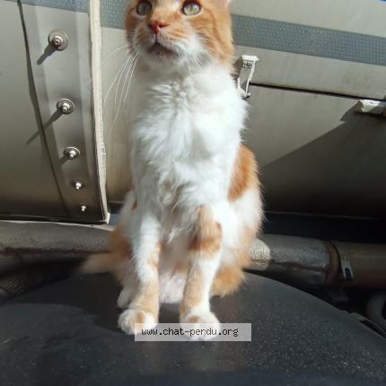 Photo 1/1 Caramel Chat lost in Miramont