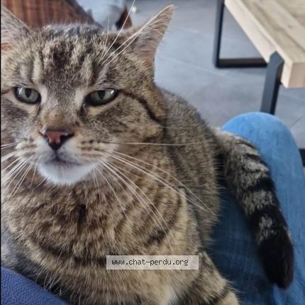 Photo 1/1 Millo Chat lost in Hardinghen