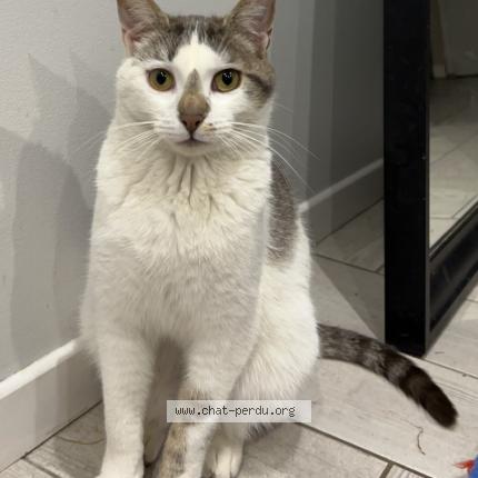 Photo 1/1 Pito Chat lost in Saint symphorien d ozon