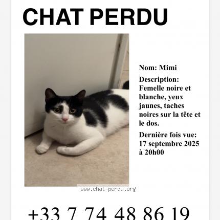Photo 1/1 Mimi Chat lost in Nice