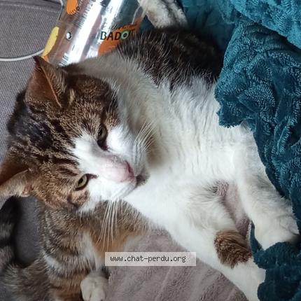 Photo 1/1 Rico Chat lost in Bruay la buissiere