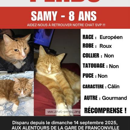 Photo 1/1 Samy Chat lost in Franconville