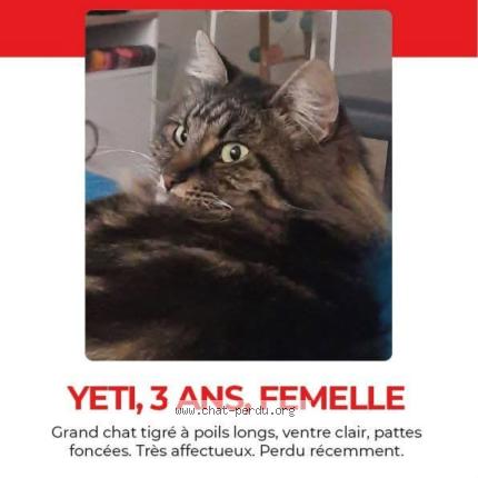 Photo 1/1 Yeti Chat lost in Livry gargan