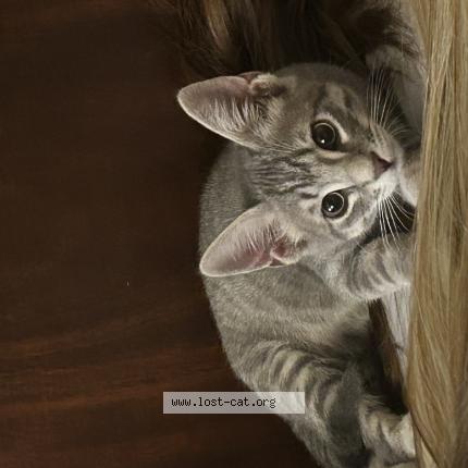 Photo 1/1 Sherman Chat lost in Austin