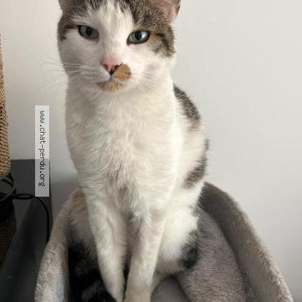 Photo 1/3 Tilt Chat lost in Fabregues