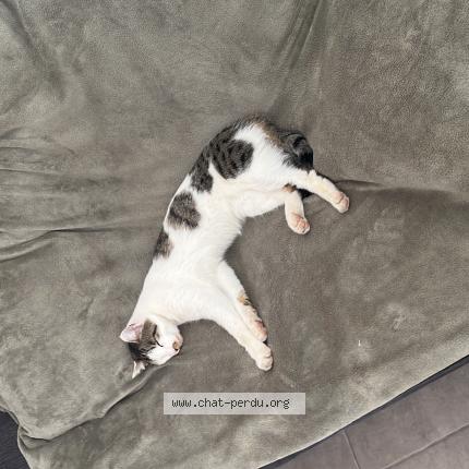 Photo 2/3 Tilt Chat lost in Fabregues