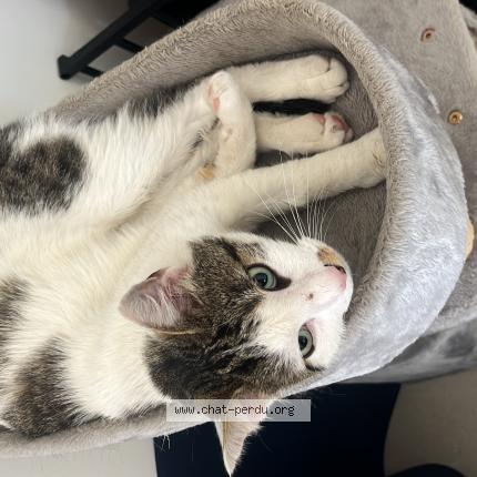 Photo 3/3 Tilt Chat lost in Fabregues