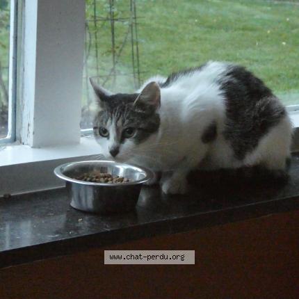 Foto 1/1 Kat teruggevonden Vermist in La Reid