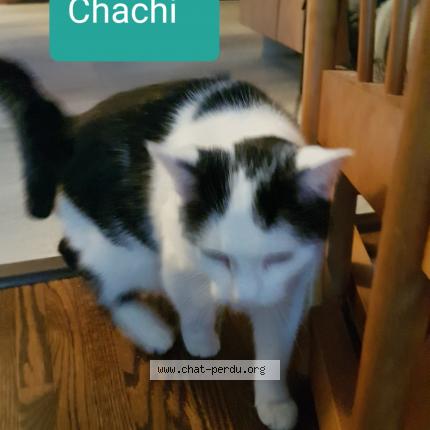 Photo 1/1 CHACHI Chat lost in Pincourt