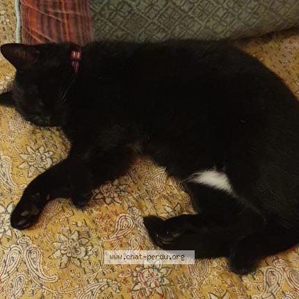 Photo 1/1 Albertine Chat lost in Mayet