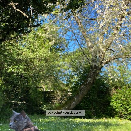 Photo 1/1 Zouzou Chat lost in Craponne