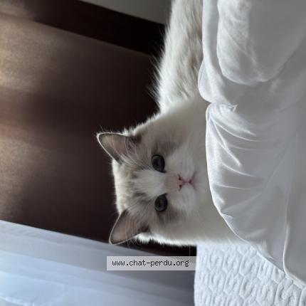 Photo 1/1 Plusha Chat lost in Sherbrooke