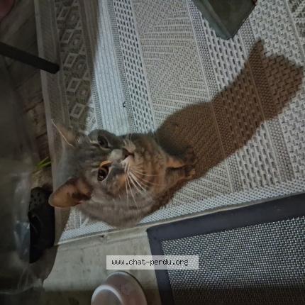 Photo 1/1 Cat reunited Found in Villenave d ornon