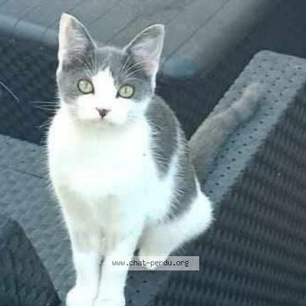 Photo 1/1 Mila Chat lost in Loudeac