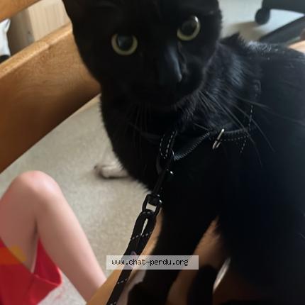 Photo 1/1 Yoshi Chat lost in Pont du casse