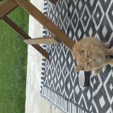 Picture of cat found at Quevreville La Poterie