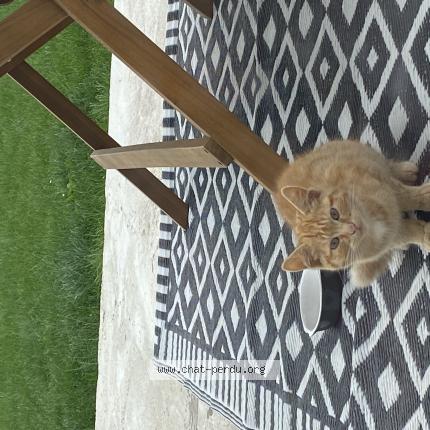 Photo 1/1 Found cat Found in Quevreville la poterie