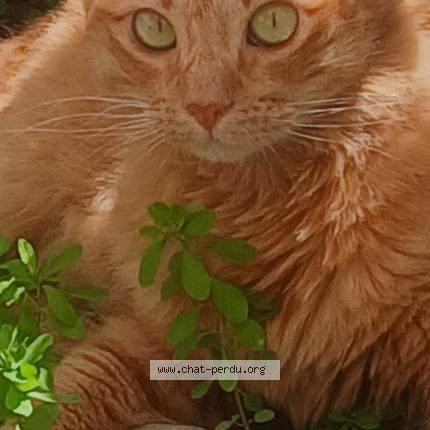 Photo 1/1 LAËTITIA BAHON Chat lost in Perpignan