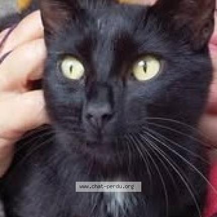 Foto 1/1 Kat teruggevonden Vermist in Ombret Amay