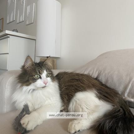 Photo 1/1 Rio Chat lost in Saint hilaire des loges