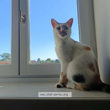 Photo 1/1 Brioche Chat lost in Saint lager