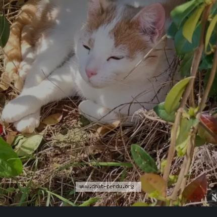 Photo 1/1 Loulou Chat lost in St martin de st maixent