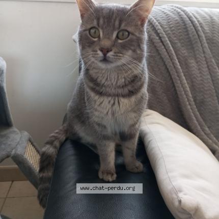 Photo 1/1 Vini Chat lost in Nouvelle eglise