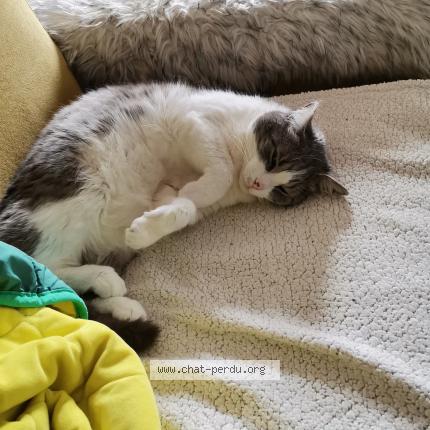 Photo 1/1 BAMBOU Chat lost in Saint sandoux