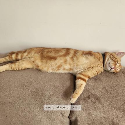 Photo 1/1 Punch Chat lost in Flaviac