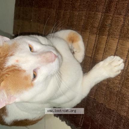 Photo 1/1 mikuu Chat lost in Virar