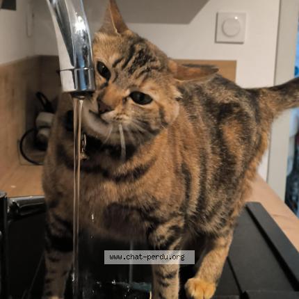 Photo 1/1 Caroline Chat lost in Guerande