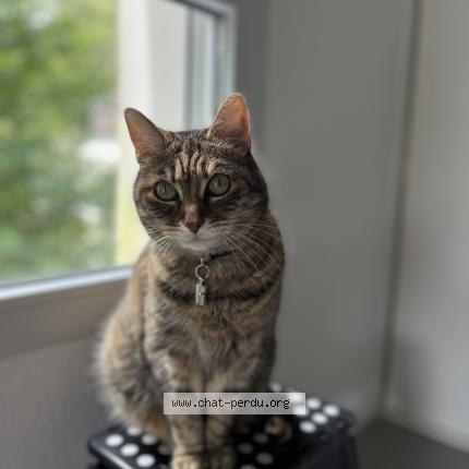 Photo 1/1 Chouchou Chat lost in Biscarrosse