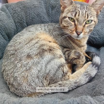 Photo 1/1 crevette Chat lost in Quiestede