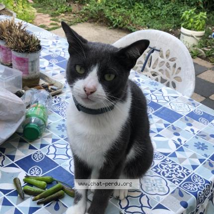 Photo 1/1 Masal Chat lost in Bourgoin jallieu