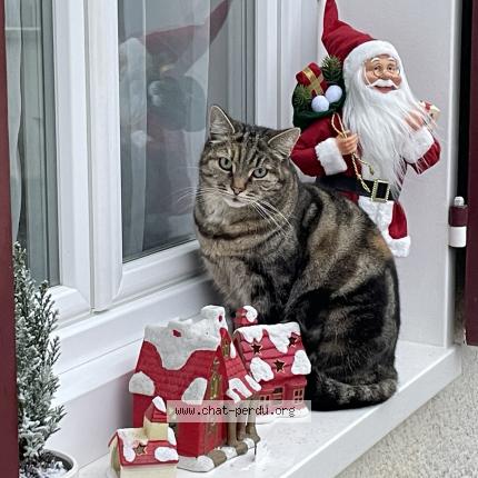 Photo 1/1 Nounouche Chat lost in Appoigny