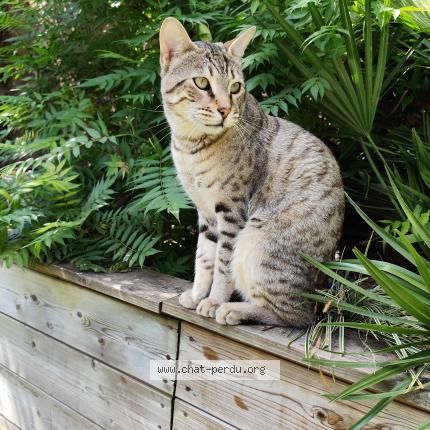 Photo 1/1 Achille Chat lost in Tourcoing