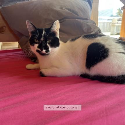 Photo 1/1 PIZZA Chat lost in Les adrets