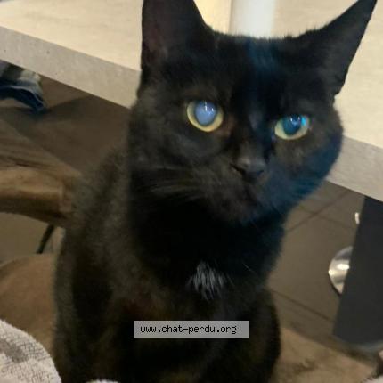 Photo 1/1 CERISE Chat lost in Bertogne