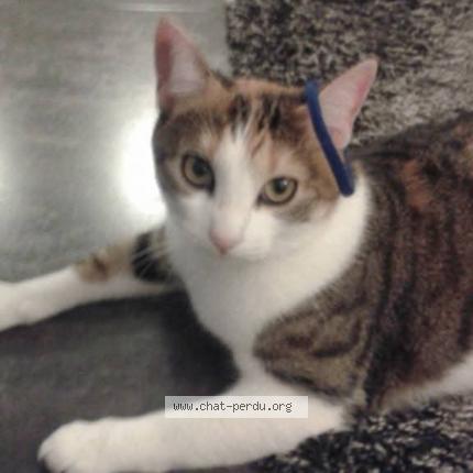 Photo 1/1 Mia Chat lost in Ouveillan