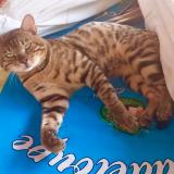 Picture of cat lost at La Valette Du Var Toulon