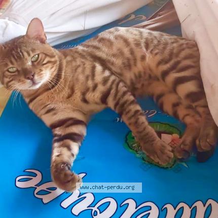 Photo 1/1 SHARLY Chat lost in La valette du var toulon