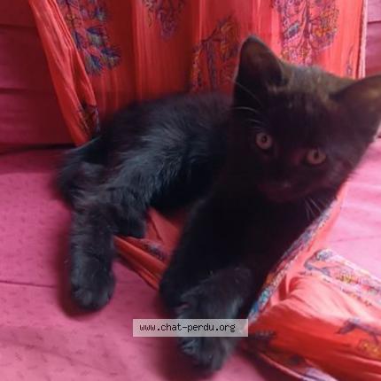 Photo 1/1 Noiraud Chat lost in Brive la gaillarde