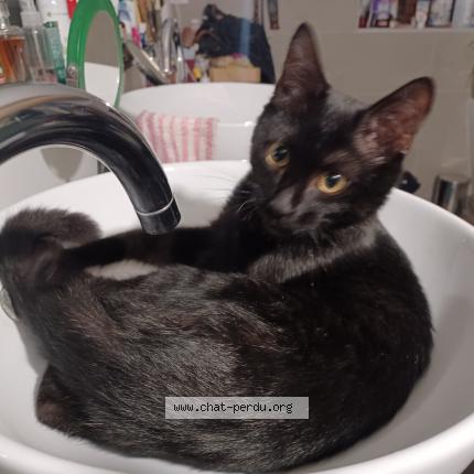 Photo 1/1 Froufrou Chat lost in Saint brice