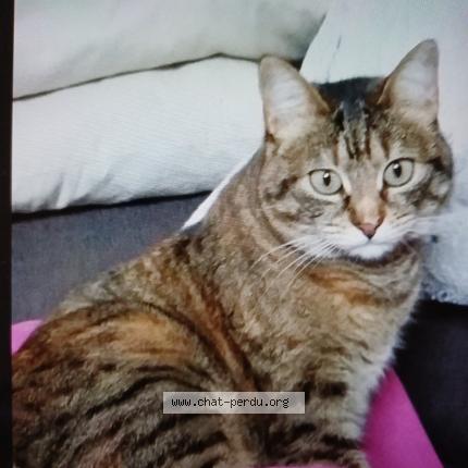 Photo 1/1 Cannelle Chat lost in Toulouse