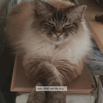 Photo 1/1 Bouya Chat lost in Sollies pont