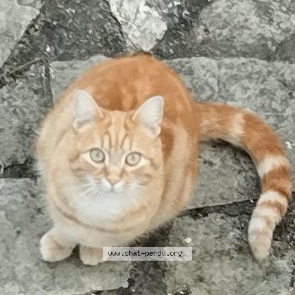 Photo 1/1 Sparrow Chat lost in Gradignan