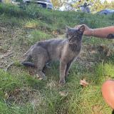 Picture of cat found at Carcassonne
